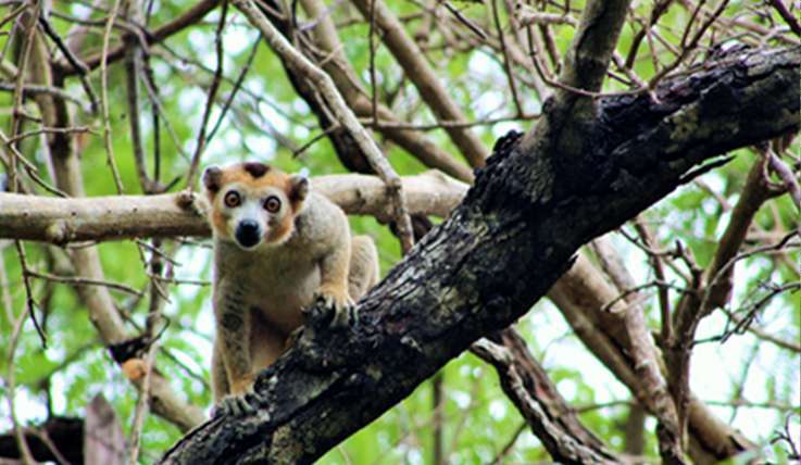 Bobaomby Antsiranana Madagascar CROWNED LEMURS conservation